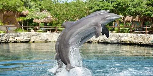 Delphinus